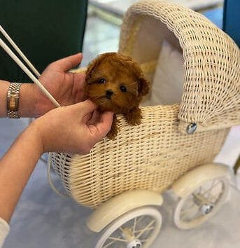 Teacup poodle