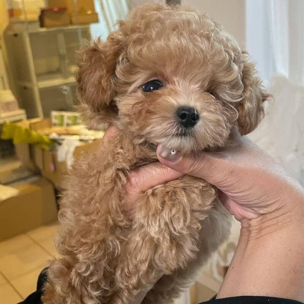 Dolce Male Poodle