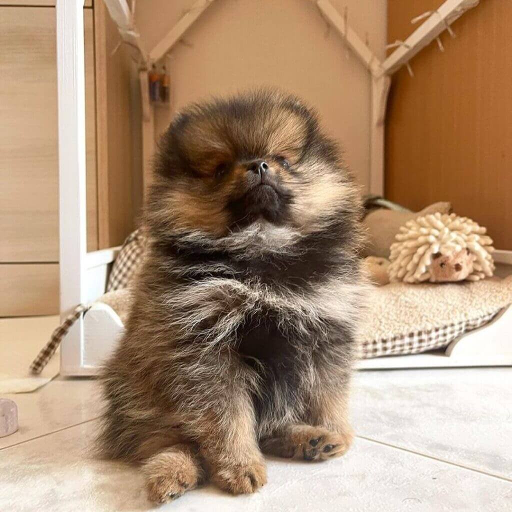 Louis Male Pomeranian