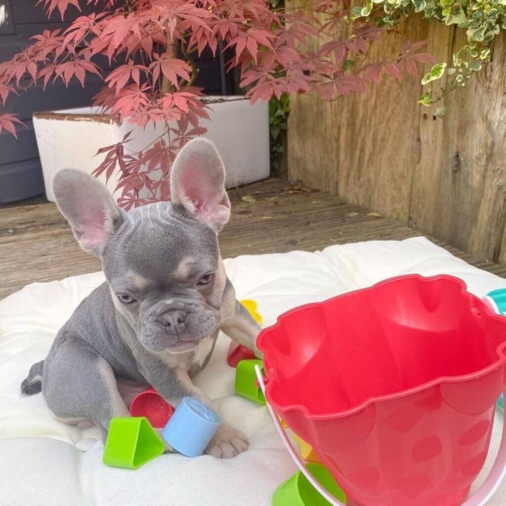 Lila Female French Bulldog